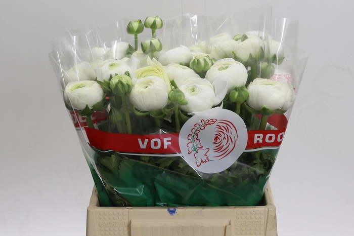 <h4>Ranunculus Aazur White</h4>
