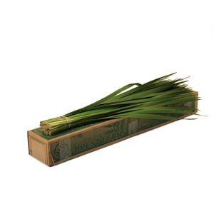 TYPHA 70 CM