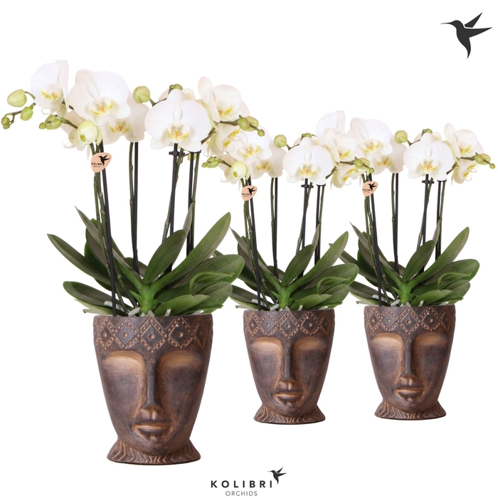 <h4>Kolibri Orchids Phalaenopsis Jewel Ghent 4 spike in Totem Mask pot</h4>