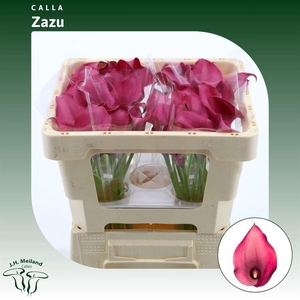 Zant Zazu ROZE,(ES),(10)