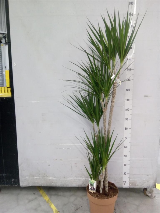 <h4>Dracaena marg.</h4>