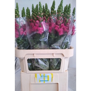 ANTIR AVIGNON ROSE