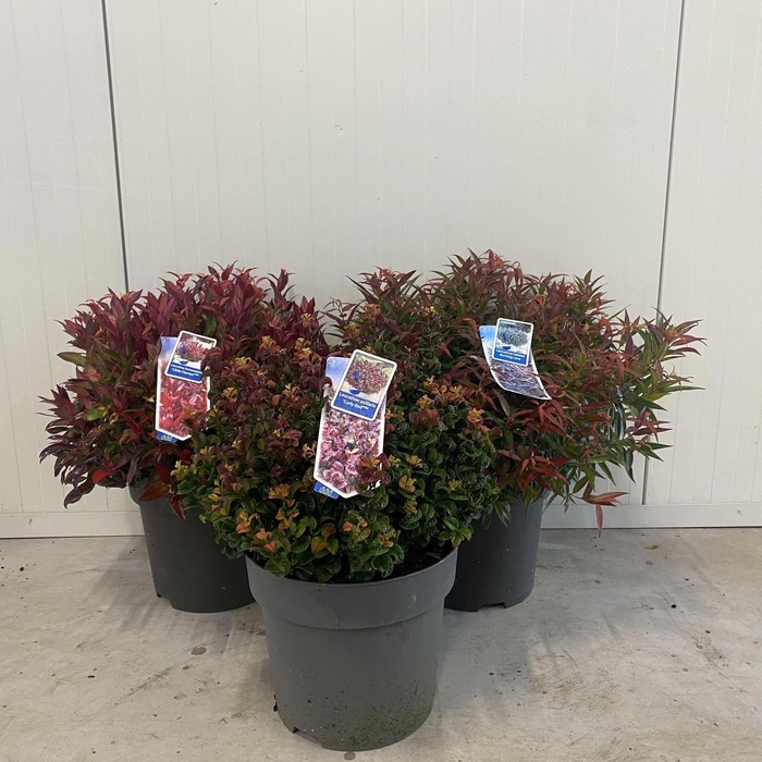 <h4>Leucothoe axillaris</h4>