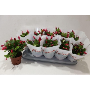 arr8 Schlumb Flame Red