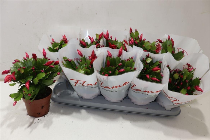 <h4>arr8 Schlumb Flame Red</h4>