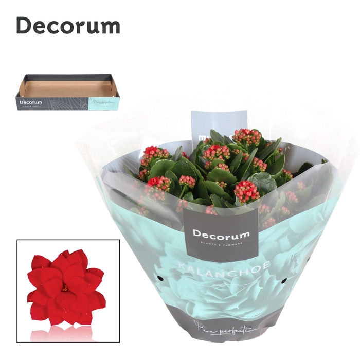 <h4>Kalanchoe Decorum - Red</h4>