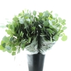 Euca Populus Long 300gr Super