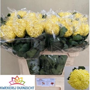 CHR G VIENNA YELLOW