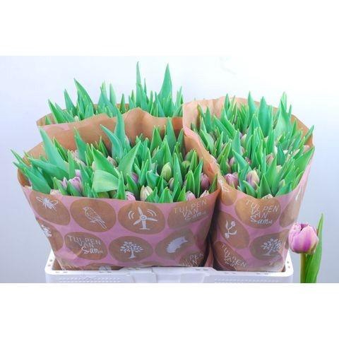 <h4>TU DU SELINA</h4>