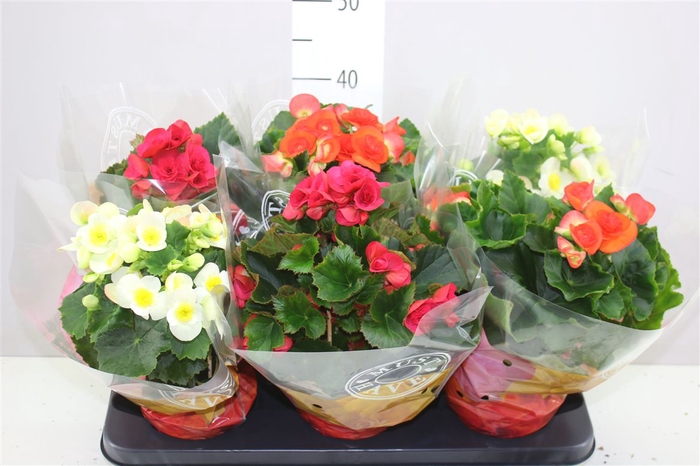 <h4>Begonia Du Gemengd</h4>