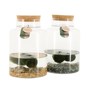 Opm Marimo Arrangement