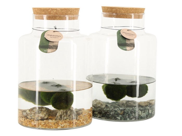 <h4>Opm Marimo Arrangement</h4>