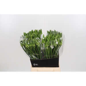 Ornithogalum T Mount Fuji