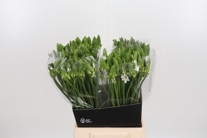 <h4>Ornithogalum T Mount Fuji</h4>