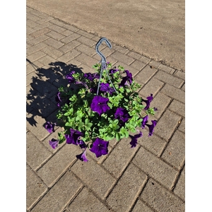 Hangpotten 23 cm Petunia Cobalt Blue