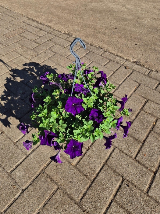 <h4>Hangpotten 23 cm Petunia Cobalt Blue</h4>