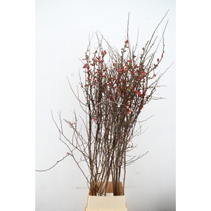 CHAENOMELES JAPONICA PINK 160CM