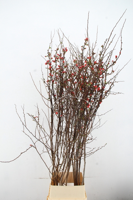 <h4>CHAENOMELES JAPONICA PINK 160CM</h4>
