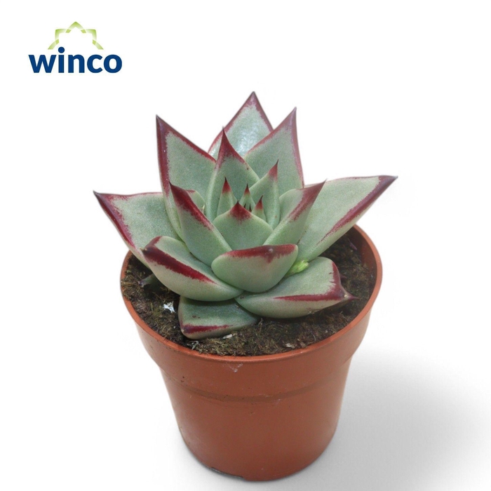 <h4>Echeveria Dark Line</h4>