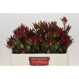 Leucadendron Blush Spray