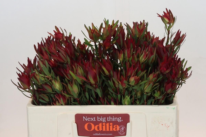 Leucadendron Blush Spray