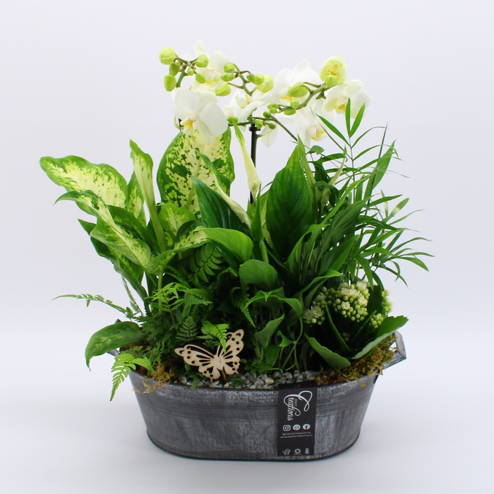 <h4>PHAL-2428W Phalaenopsis creatie</h4>