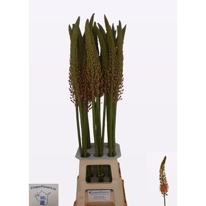 EREMURUS CLEOPATRA