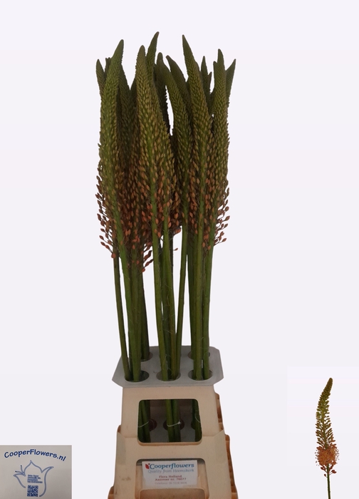 <h4>EREMURUS CLEOPATRA</h4>