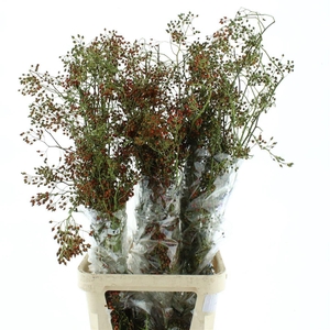 ROSA CORALLO