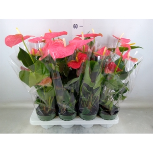 Anthurium andr. 'Colorado'
