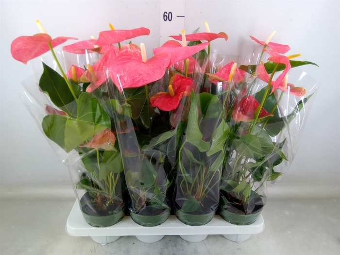 <h4>Anthurium andr. 'Colorado'</h4>