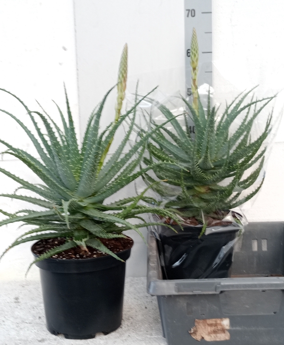 <h4>ALOE ARBORESCENS</h4>