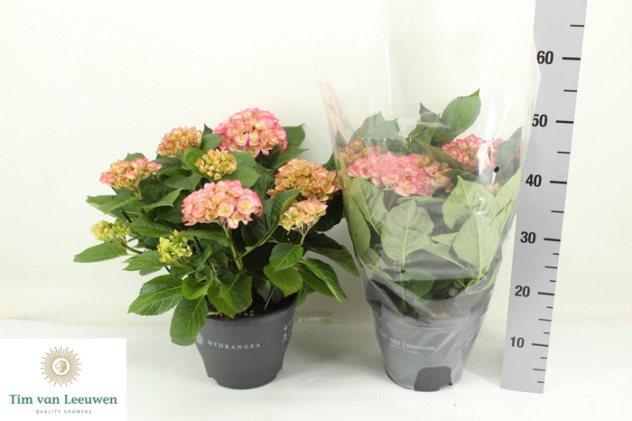 <h4>HYDR M CHIQUE</h4>