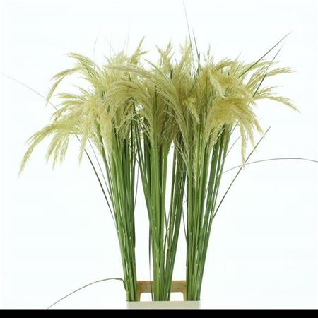 <h4>CORTA RICHARDII 120CM</h4>
