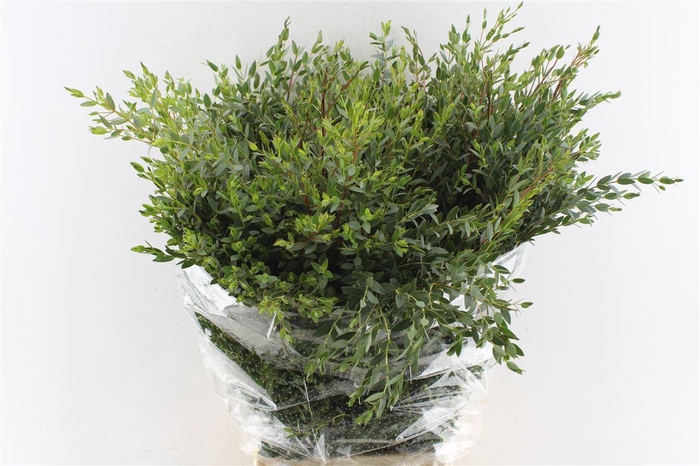 <h4>Euca Parvi 300 Gram</h4>