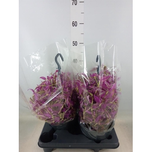 Tradescantia zebr. 'Pink Paradise'