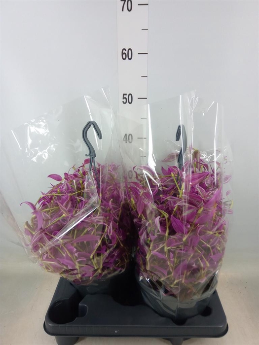 <h4>Tradescantia zebr. 'Pink Paradise'</h4>