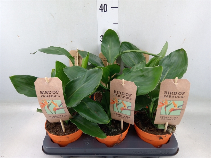 <h4>Strelitzia reg.   ...no flowers</h4>