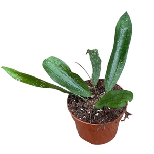 Hoya Overig Rindu Rafflesia