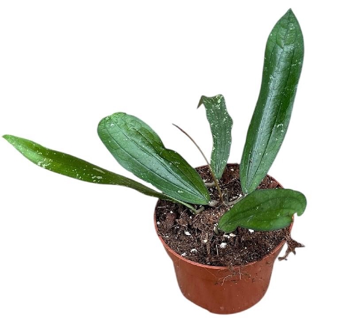 <h4>Hoya Overig Rindu Rafflesia</h4>