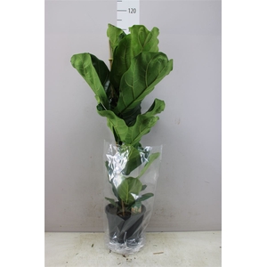 Ficus Lyrata 1pp