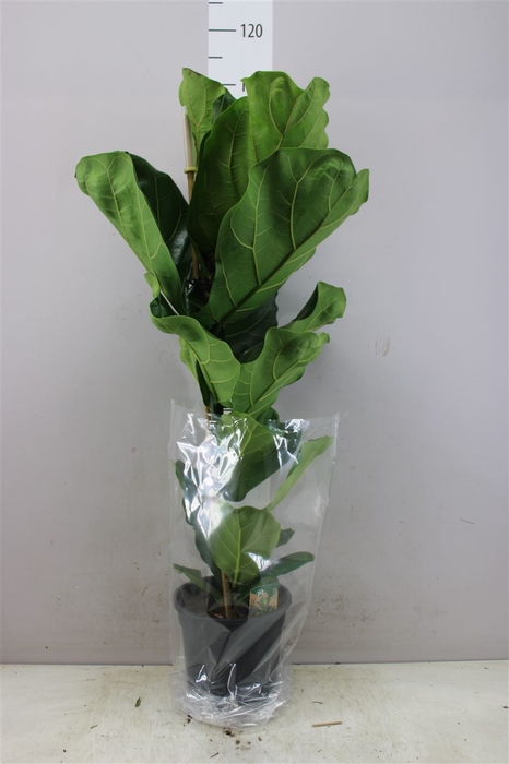 <h4>Ficus Lyrata 1pp</h4>