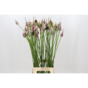 Allium sativum var. ophioscorodon