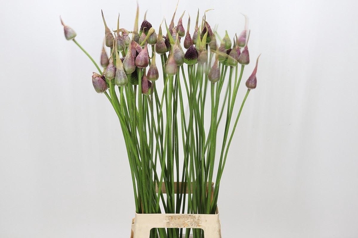 <h4>Allium sativum var. ophioscorodon</h4>