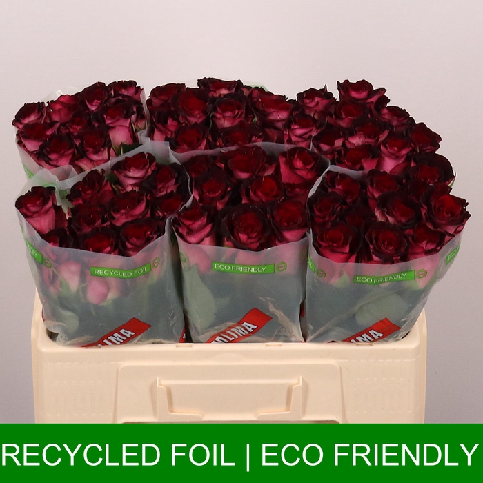 <h4>R GR SCARLET RUBY</h4>