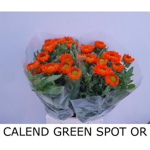 CALEND GREEN SPOT OR