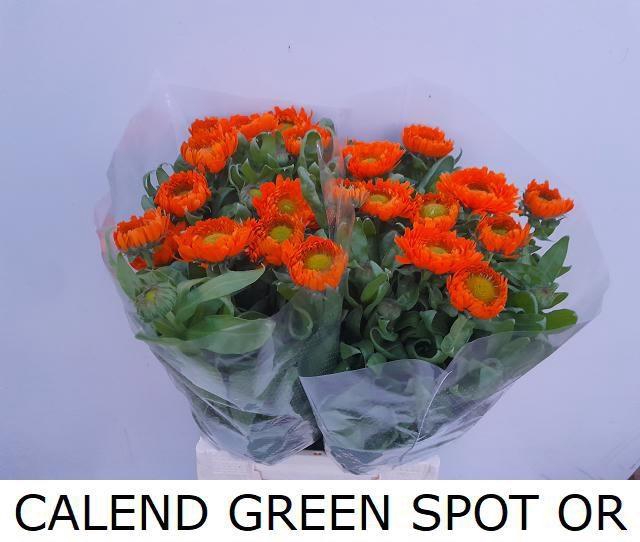 <h4>CALEND GREEN SPOT OR</h4>
