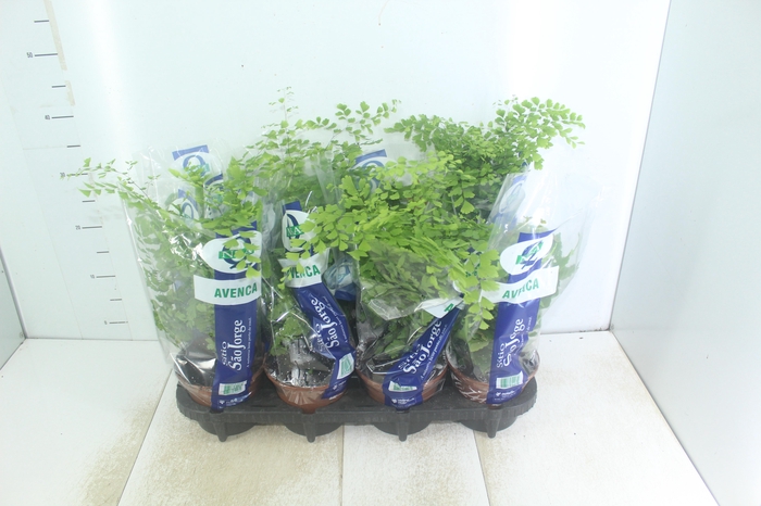 <h4>AVENCA VARIADA P15</h4>