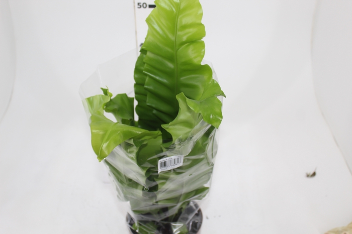 <h4>ASPLENIUM NIDUS P17</h4>