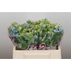 Oxypetalum Tweedia Blue